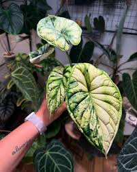 Alocasia Dragon Scale (Variegated)