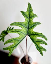 Alocasia Jacklyn