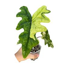 Alocasia Jacklyn Aurea (Variegated)