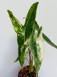 Alocasia Longiloba (Variegated)