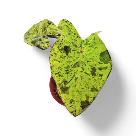 Colocasia esculenta “Mojito”