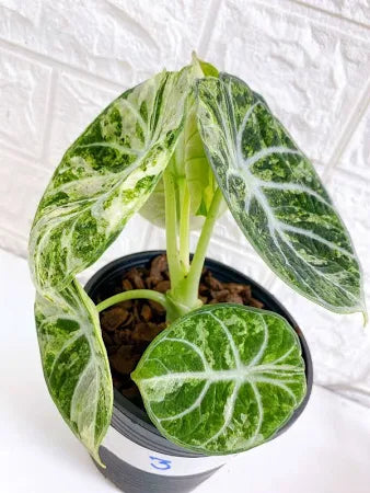 Alocasia Black Velvet Ninja (Splash/Variegated)