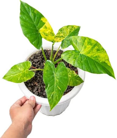 Alocasia Gageana Aurea (Variegated)