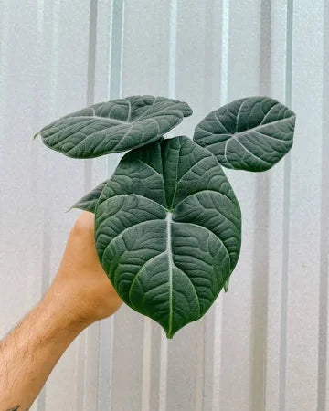 Alocasia Maharani