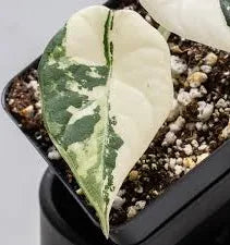 Alocasia Maharani Albo (Variegated)