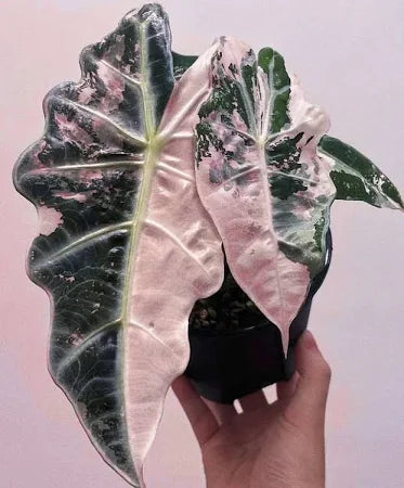 Alocasia Polly Pink (Variegated)