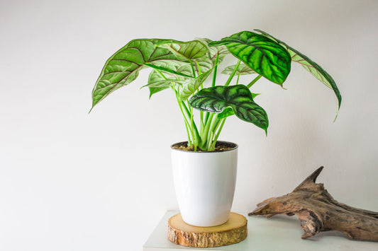 Alocasia Dragon Scale